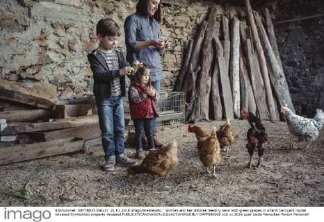 Woman and her children feeding hens with green grapes in a farm barnyard model released Symbolfoto property released  DAPF000006