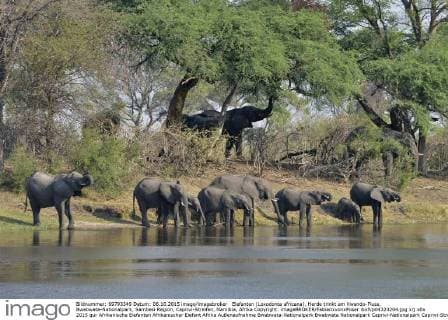 Elefanten (Loxodonta africana), Herde trinkt am Kwando-Fluss, Bwabwata-Nationalpark, Sambesi Region, Caprivi-Streifen, Namibia, Afrika Copyright: imageBROKER/FabianxvonxPoser ibxfvp04323204.jpg