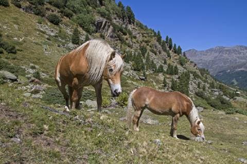 Zwei Haflingerpferde auf einer Almwiese im Ötztal  1036103225