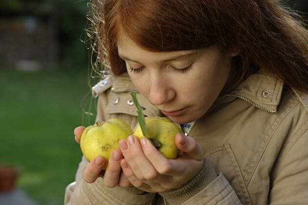 Girl smelling quinces model released Symbolfoto  LBF001369
