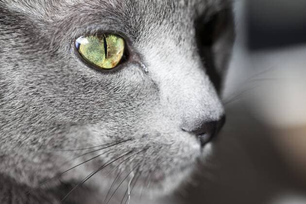 Face of grey cat, close-up  NGF000280