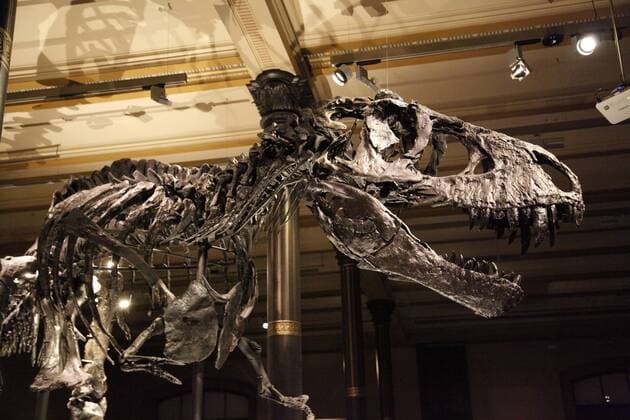 Tristan Otto Skelett in Naturkundemuseum Berlin 2016 Tristan Otto Skelett in Naturkundemuseum Berlin 2016