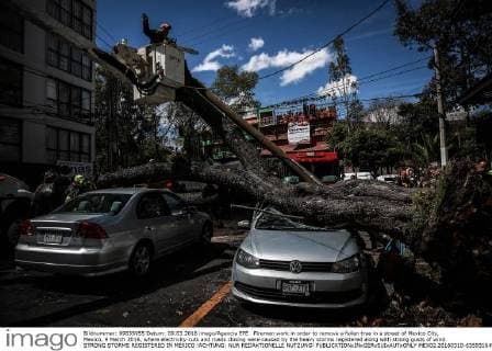 Firemen work in order to remove a fallen tree in a street of Mexico City, Mexico, 9 March 2016, where electricity cuts and roads closing were caused by the heavy storms registered along with strong gusts of wind. STRONG STORMS REGISTERED IN MEXICO !ACHTUNG: NUR REDAKTIONELLE NUTZUNG!  MEX02 20160310-635931649145511646