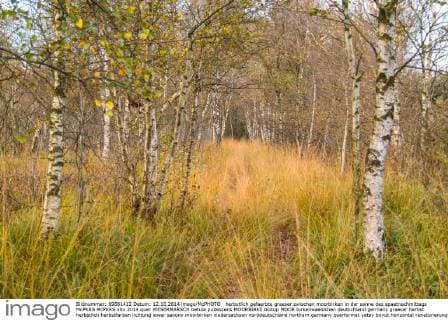 herbstlich gefaerbte graeser zwischen moorbirken in der sonne des spaetnachmittags McPKRS McPKRS