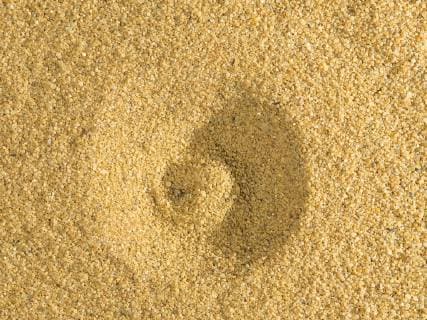 Geflecktfluegelige Ameisenjungfer, Geflecktfluegelige Ameisen-Jungfer (Euroleon nostras), Ameisenloewe (reife Larve) baut den Fangtrichter im Sandboden - Aufsicht, Deutschland European antlion (Euroleon nostras), The Antlion (mature larva) constructs a conical pit in the sandy soil (top view), Germany BLWS420468 Copyright: xblickwinkel R.xGuenterx