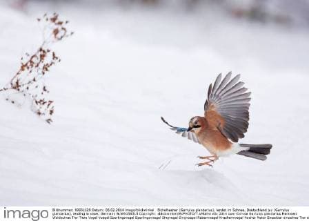 Eichelhaeher (Garrulus glandarius), landet im Schnee, Deutschland jay (Garrulus glandarius), landing in snow, Germany BLWS358315 Copyright: xblickwinkel McPHOTO T.xMuthx