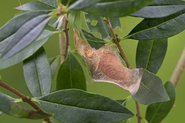 Goetterbaumspinner, Goetterbaum-Spinner, Ailanthusspinner, Ailanthus-Spinner (Philosamia cynthia, Samia cynthia, Platysamia cynthia), Puppe im Kokon, Deutschland Cynthia silkmoth, ailanthus silkworm (Philosamia cynthia, Samia cynthia, Platysamia cynthia), pupa, Germany BLWS421527 Copyright: xblickwinkel F.xHeckerx