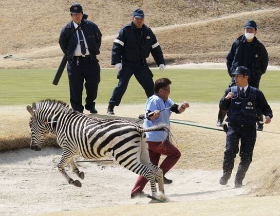 Runaway zebra drowns after tranquilizer shot A runaway zebra runs wild after being shot with a blowgun loaded with anesthetic on a golf course in Toki, Gifu Prefecture, in central Japan on March 23, 2016. The 2-year-old stallion escaped from an equestrian club the previous day and ran onto the golf course, where he was tranquilized and fell into a pond. By the time police officers extracted the animal from the pond, it was already dead, apparently due to drowning. 