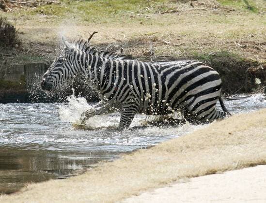 Runaway zebra drowns after tranquilizer shot A runaway zebra struggles in a golf course pond in Toki, Gifu Prefecture, in central Japan on March 23, 2016. The 2-year-old stallion escaped from an equestrian club the previous day and ran onto the golf course, where he was shot with a blowgun loaded with anesthetic and fell into the pond. By the time police officers extracted the animal from the pond, it was already dead, apparently due to drowning. 