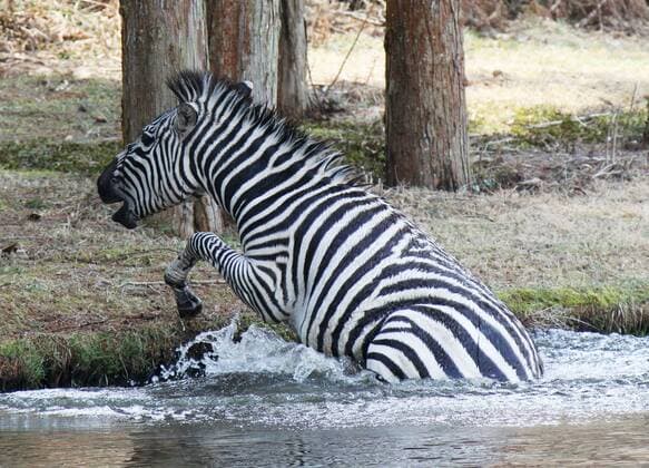 Runaway zebra drowns after tranquilizer shot A runaway zebra struggles in a golf course pond in Toki, Gifu Prefecture, in central Japan on March 23, 2016. The 2-year-old stallion escaped from an equestrian club the previous day and ran onto the golf course, where he was shot with a blowgun loaded with anesthetic and fell into the pond. By the time police officers extracted the animal from the pond, it was already dead, apparently due to drowning. 