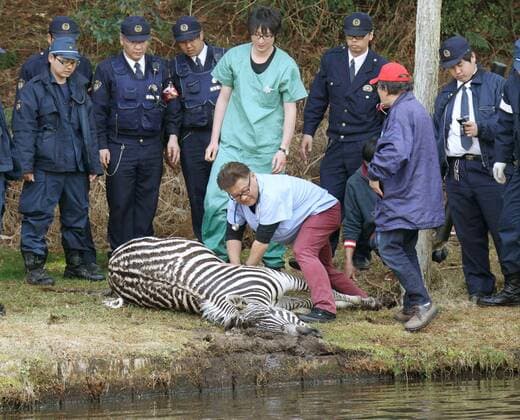 Runaway zebra drowns after tranquilizer shot A runaway zebra receives cardiac massage after falling into a golf course pond and being pulled from it in Toki, Gifu Prefecture, in central Japan on March 23, 2016. The 2-year-old stallion escaped from an equestrian club the previous day and ran onto the golf course, where he was shot with a blowgun loaded with anesthetic and fell into the pond. By the time police officers extracted the animal from the pond, it was already dead, apparently due to drowning. 