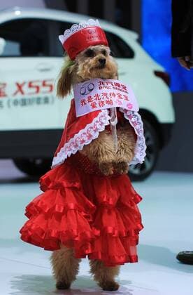 Bilder des Tages A dog model gestures at the opening of the 25th Ningbo International Auto Expo in Ningbo, east China s Zhejiang Province, March 25, 2015. ) (cxy) CHINA-NINGBO-DOG MODEL (CN) HuxXuejun 