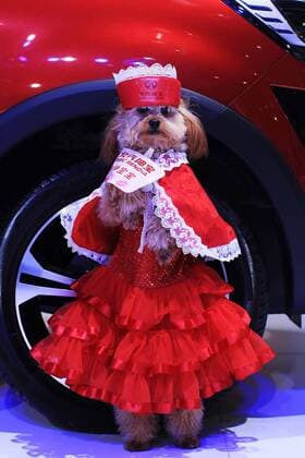A dog model poses in front of an exhibited car at the opening of the 25th Ningbo International Auto Expo in Ningbo, east China s Zhejiang Province, March 25, 2015. ) (cxy) CHINA-NINGBO-DOG MODEL (CN) HuxXuejun 