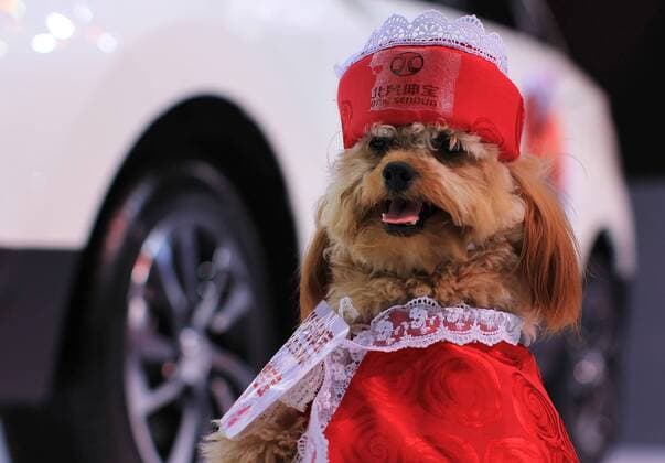 A dog made up as a model poses by an exhibited car at the opening of the 25th Ningbo International Auto Expo in Ningbo, east China s Zhejiang Province, March 25, 2015. ) (cxy) CHINA-NINGBO-DOG MODEL (CN) HuxXuejun 