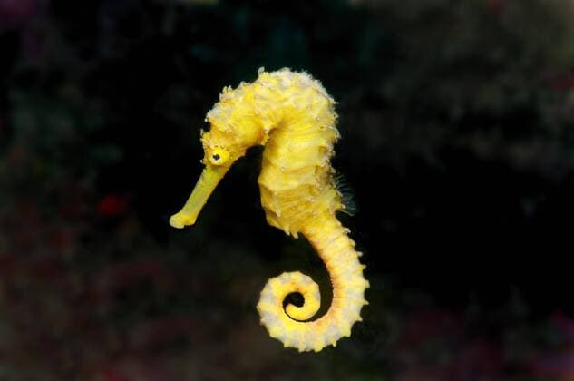 Gewöhnliches Seepferdchen (Hippocampus kuda), Mindanaosee, auch Boholsee, Cebu, Philippinen, Asien Copyright: imageBROKER/AndreyxNekrasov ibxaaa04057880.jpg