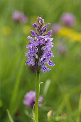  Geflecktes Knabenkraut (Dactylorhiza maculata), Magnetsrieder Hardt bei Weilheim, Oberbayern, Bayern, Deutschland, Europa Copyright: imageBROKER/MartinxSiepmann ibxman04339977.jpg