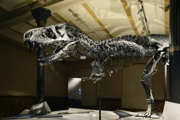 Das weltweit einmalige Skelett des (Tyrannosaurus rex, T. rex), Tristan - Otto, Naturkundemuseum, Museum für Naturkunde, Berlin McPins McPins