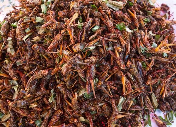  Frittierte Heuschrecken auf einem Markt, Essen, thailändische Küche, Spezialität, Thailand, Asien Copyright: imageBROKER/JosefxBeck iblsbe04340840.jpg