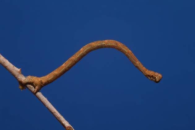 03.04.2016 Raupe Raupen Schmetterlinge Larven Mimikry Tarnung Spannerraupe Spanner Geometridae Problepsis - Raupe