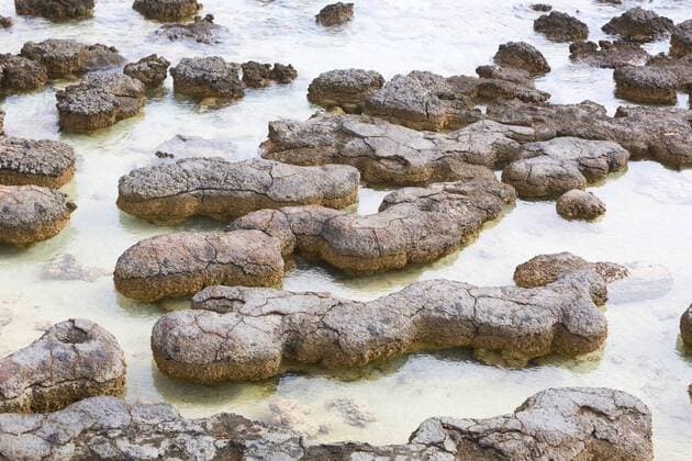 Stromatolithen in Shark Bay , Australien, Western Australia, Hamelin Stromatolites in Shark Bay, Australia, Western Australia, Hamelin BLWS377394 Copyright: xblickwinkel H.xBaesemannx