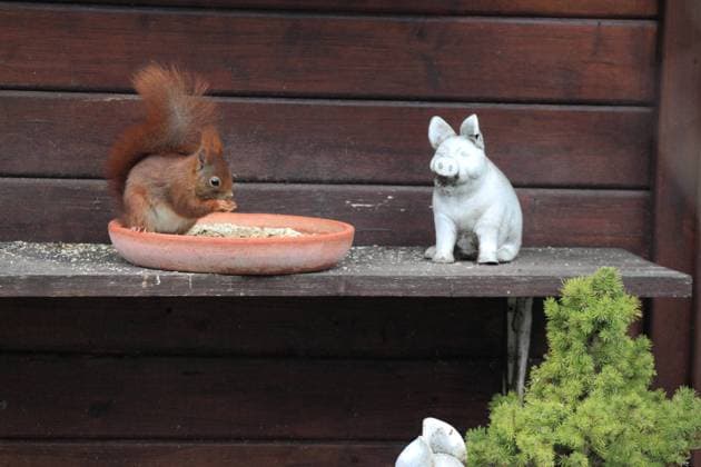 Europaeisches Eichhoernchen, Eurasisches Eichhoernchen, Eichhoernchen (Sciurus vulgaris), frisst aus einem Futternapf am Futterplatz im Garten, Deutschland European red squirrel, Eurasian red squirrel (Sciurus vulgaris), feeding from a feeding bowl at a feeding place in the garden, Germany BLWS421555 Copyright: xblickwinkel W.xLayerx