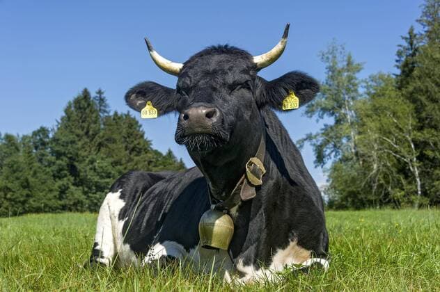 Schwarz-weiß gefleckte Kuh mit Gloke sitzt auf der Weide, Hausrind (Bos primigenius taurus), Sachsenkam, Oberbayern, Bayern, Deutschland, Europa Copyright: imageBROKER/RaimundxKutter iblrai04344720.jpg