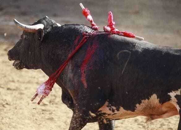 Stierkampf im Plaza Monumental in Tijuana, Mexiko April 10, 2016 - Tijuana, MEXICO - TIJUANA, April 10, 2016 A bull that matador Pablo Hermoso is fighting, bleeds from his wounds at the Plaza Monumental in Tijuana, Mexico on Sunday, April 10, 2016. -Mandatory Photo Credit: Photo by Hayne Palmour IV San Diego Union-Tribune, LLC Tijuana MEXICO - ZUMAs44_