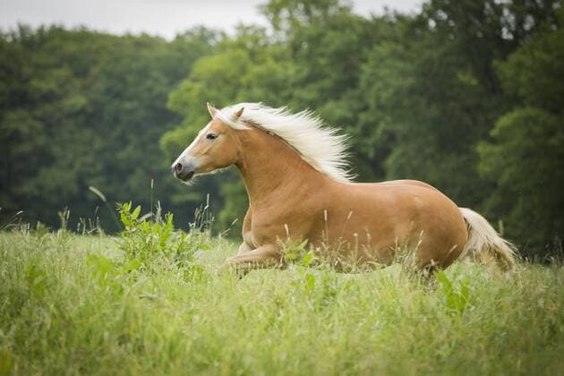  Haflinger Stute läuft auf Weide, Tirol, Österreich, Europa Copyright: imageBROKER/skmjdigital ibljmo04334164.jpg