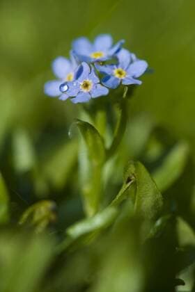 IMAGO Nature: Unsere Erde, Pflanzen: Bedrohte Planzenarten in Deutschland Bodensee-Vergissmeinnicht, Bodenseevergissmeinnicht (Myosotis rehsteineri, Myosotis scorpioides subsp. caespitosa, Myosotis caespitosa var. grandiflora), bluehend, Deutschland Lake Constance forget-me-not (Myosotis rehsteineri, Myosotis scorpioides subsp. caespitosa, Myosotis caespitosa var. grandiflora), blooming, Germany BLWS332569 Copyright: xblickwinkel F.xTeiglerx