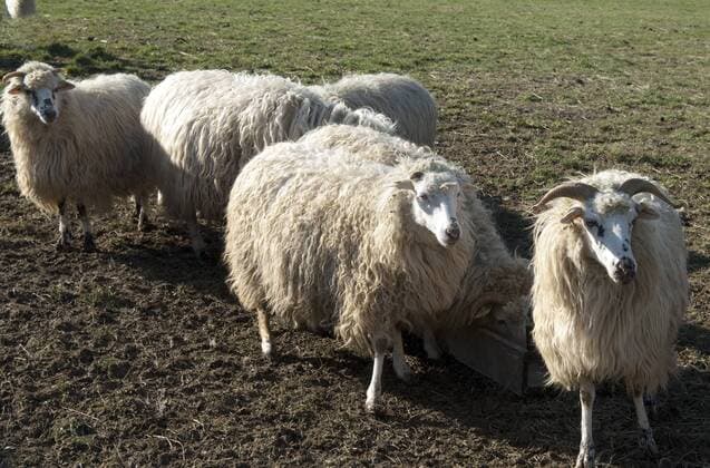 Walachenschafe, Ovis ammon f. aries, Zackelschaf !AUFNAHMEDATUM GESCHÄTZT!