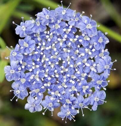 Blaudolde; Trachymene coerulea !AUFNAHMEDATUM GESCHÄTZT!