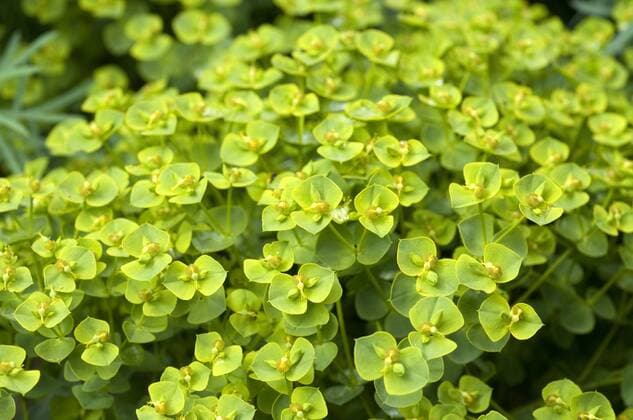 Steppenwolfsmilch, Euphorbia, seguieriana, !AUFNAHMEDATUM GESCHÄTZT!