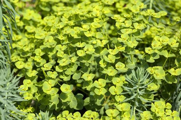 Steppenwolfsmilch, Euphorbia, seguieriana, !AUFNAHMEDATUM GESCHÄTZT!