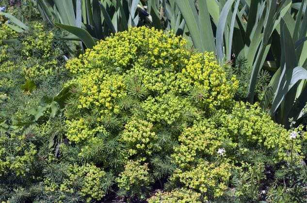 Steppenwolfsmilch, Euphorbia seguieriana !AUFNAHMEDATUM GESCHÄTZT!