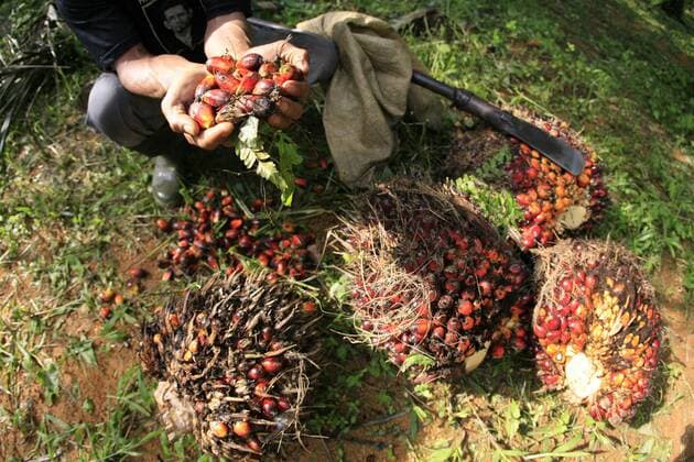 IMAGO Nature: Unsere Erde, Umweltverträgliche Herausforderungen, Palmöl Jun 24, 2011 - Bintan, Sumatra, Indonesia - Hernowo (55 years) of workers of palm fruit plantations, harvesting oil palm fruit onto trucks to be taken to a processing plant in Bintan, Sumatra, Indonesia. Indonesia is one of the largest producers of palm oil commodities in the world, the total area and production of palm oil is an area of 8.04 million ha with a production of 19.76 million tons of CPO in 2010, In the year 2011 is targeted to produce 22 million tons of CPO. - ZUMAys1_