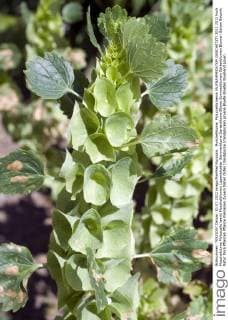 Muschelblume, Moluccella laevis !AUFNAHMEDATUM GESCHÄTZT!
