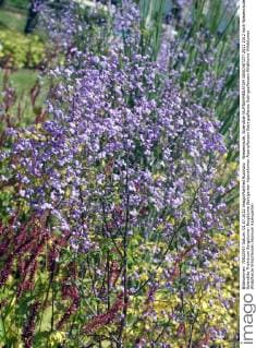 Wiesenraute, Splendide !AUFNAHMEDATUM GESCHÄTZT!