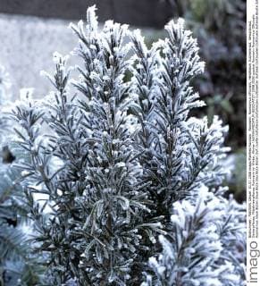 Rosmarin, Rosmarinus officinalis, Heilpflanze, Küchenkraut, Gewürzkraut, Gartenpflanze, Mittelmeerpflanze, Rosmarin im Winter, Winter !AUFNAHMEDATUM GESCHÄTZT!