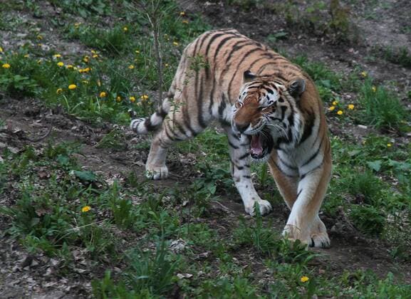 May 7, 2011 - Syracuse, New York, U.S. - The Amur tiger (also known as the Siberian tiger) at Rosamond Gifford Zoo in Syracuse, New York. - ZUMAse6_
