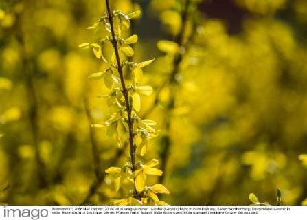 Ginster (Genista) blüht früh im Frühling. Baden Württemberg, Deutschland. Ginster in voller Blüte