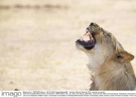 Namibia, Etosha National Park, roaring young lion  GEMF000842