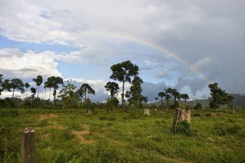 IMAGO Nature: Unsere Erde, Umweltverträgliche Herausforderungen, Regenwald  Gerodete Fläche im Regenwald zur Nutzung als Viehweide mit Regenbogen, Amazonas-Regenwald zwischen Itaituba und Trairao, Bundesstaat Pará, Brasilien, Südamerika Copyright: imageBROKER/FlorianxKopp ibxflk04346595.jpg