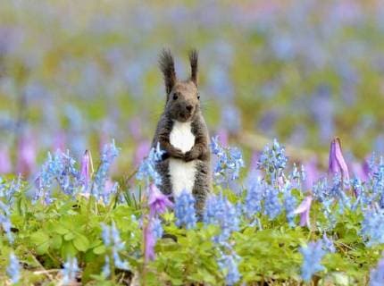 Hokkaido squirrel in field in spring bloom A Hokkaido squirrel is spotted in a field of Corydalis ambigua and fawn lilies in bloom at Urausu Shrine in the town of Urausu in Hokkaido, northern Japan, on May 1, 2016. 