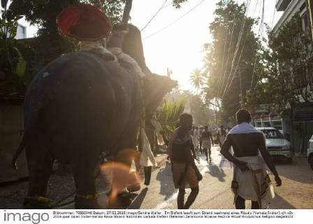 Ein Elefant laeuft zum Strand waehrend eines Rituals (Varkala Indien)