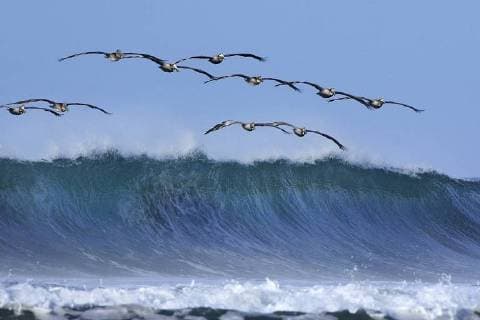 Braunpelikan, Braun-Pelikan, Brauner Pelikan (Pelecanus occidentalis), Gruppe fliegt ueber Brandungswelle, Costa Rica brown pelican (Pelecanus occidentalis), group flys above surf, Costa Rica BLWS424664 Copyright: xblickwinkel G.xKunzx