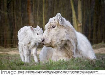 Rind ( Bos primigenius taurus ) der Rasse Galloway mit blonder Pigmentierung, artgerechte, ganzjährige Bio-Freilandhaltung, Mutterkuh mit neugeborenem Kalb