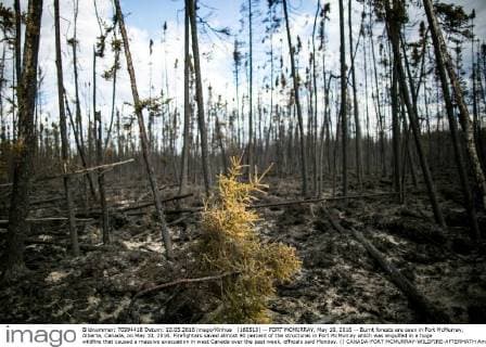 (160510) -- FORT MCMURRAY, May 10, 2016 -- Burnt forests are seen in Fort McMurray, Alberta, Canada, on May 10, 2016. Firefighters saved almost 90 percent of the structures in Fort McMurray which was engulfed in a huge wildfire that caused a massive evacuation in west Canada over the past week, officials said Monday. () CANADA-FORT MCMURRAY-WILDFIRE-AFTERMATH AmruxSalahuddien 