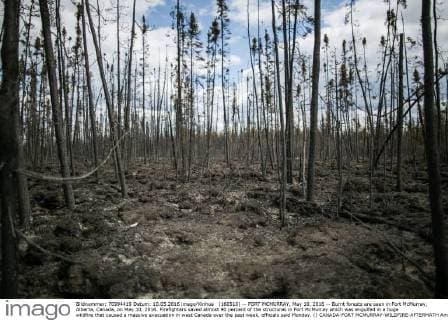 (160510) -- FORT MCMURRAY, May 10, 2016 -- Burnt forests are seen in Fort McMurray, Alberta, Canada, on May 10, 2016. Firefighters saved almost 90 percent of the structures in Fort McMurray which was engulfed in a huge wildfire that caused a massive evacuation in west Canada over the past week, officials said Monday. () CANADA-FORT MCMURRAY-WILDFIRE-AFTERMATH AmruxSalahuddien 