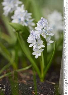 Puschkinie, Puschkinia, Kegelblume (Puschkinia scilloides), bluehend Puschkinia (Puschkinia scilloides), blooming BLWS426245 Copyright: xblickwinkel D.xu.xM.xSheldonx