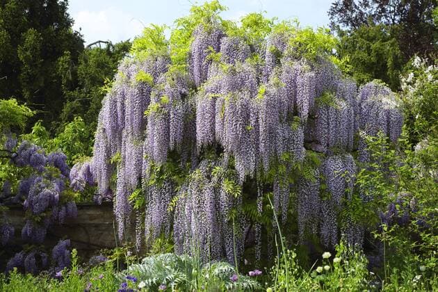 Japanischer Blauregen (Wisteria floribunda, Wisteria brachybotrys), bluehend, Deutschland Japanese wisteria (Wisteria floribunda, Wisteria brachybotrys), blooming, Germany BLWS426324 Copyright: xblickwinkel W.xLayerx
